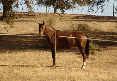 A Herdade da Chamin